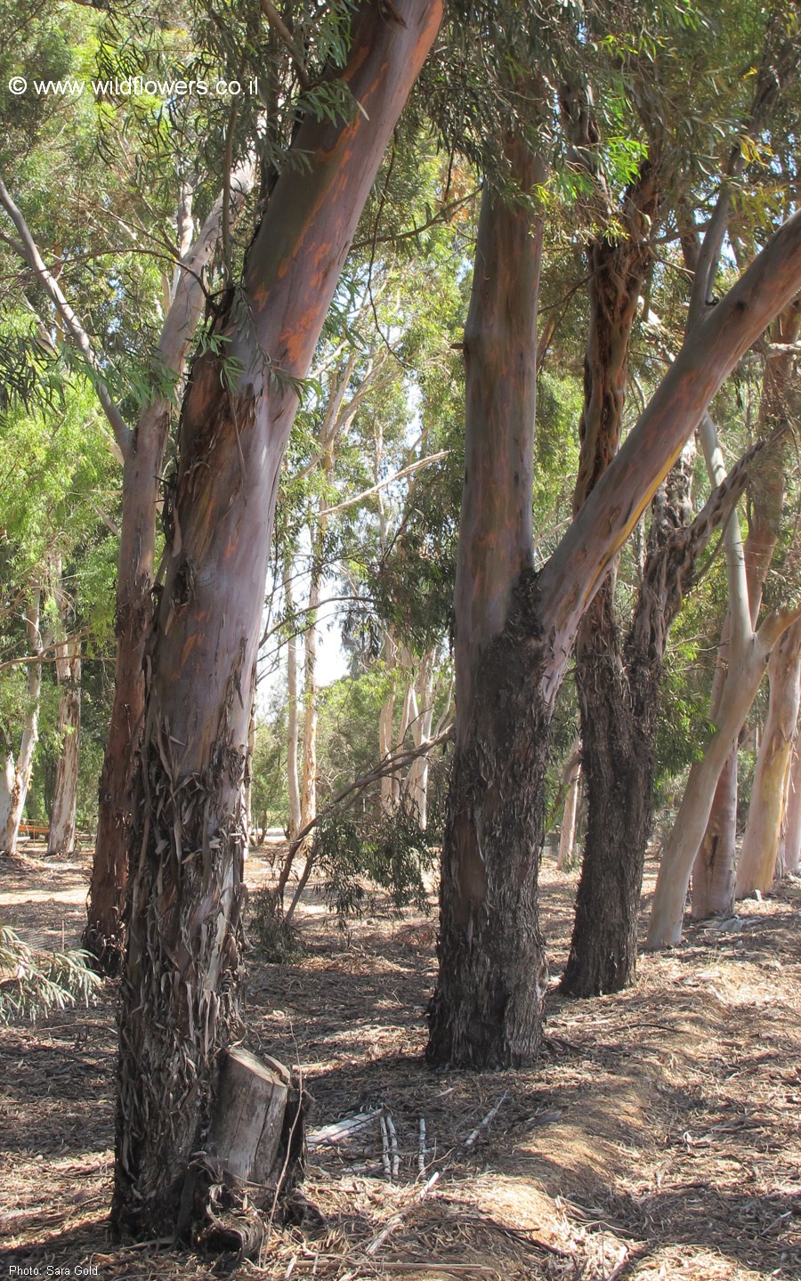 Eucalyptus sargentii